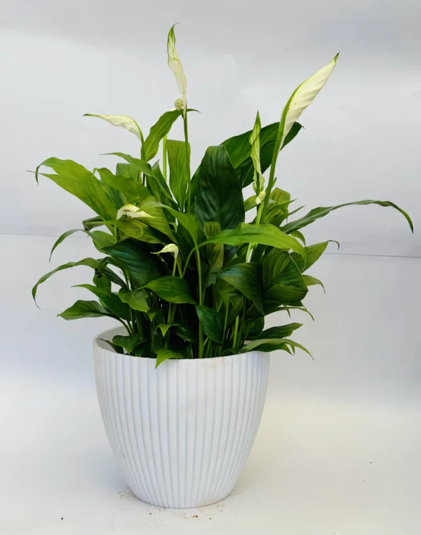 Peace Lily Plant - Image 3