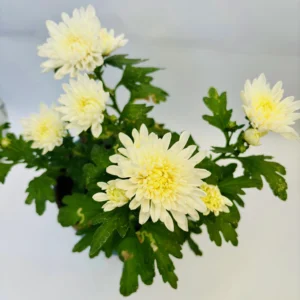 Chrysanthemum Flowering Plant