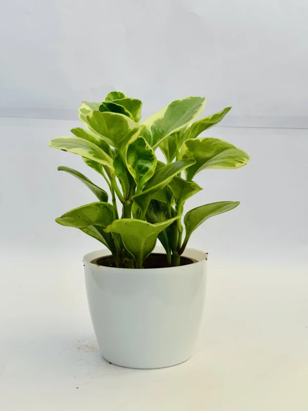 Variegated Baby Rubber Plant - Image 3