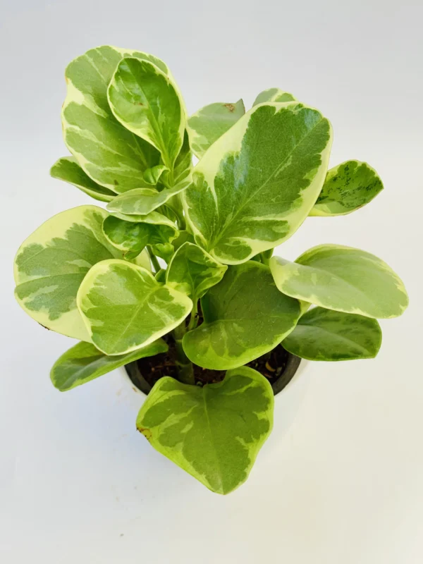 Variegated Baby Rubber Plant