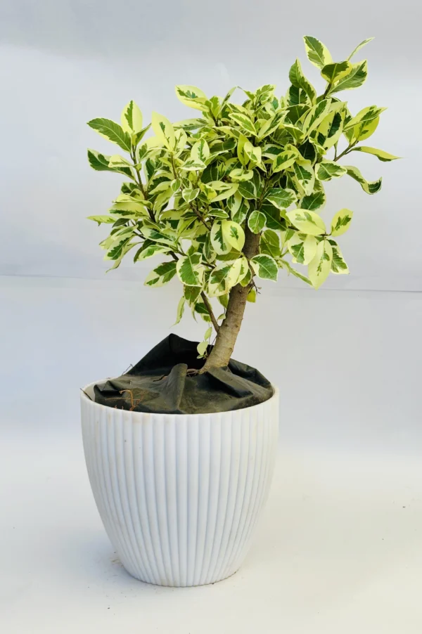 Variegated Weeping Fig - Pimpal - Image 2