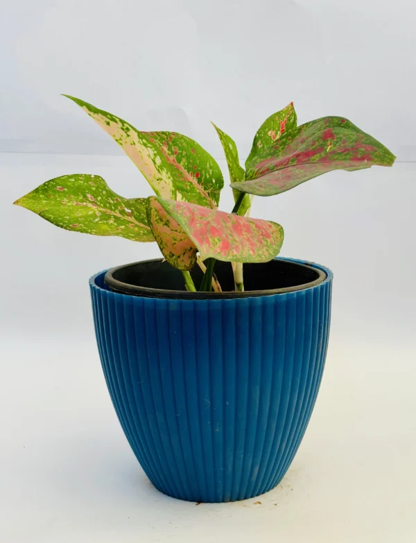 Aglaonema (Red) Plant
