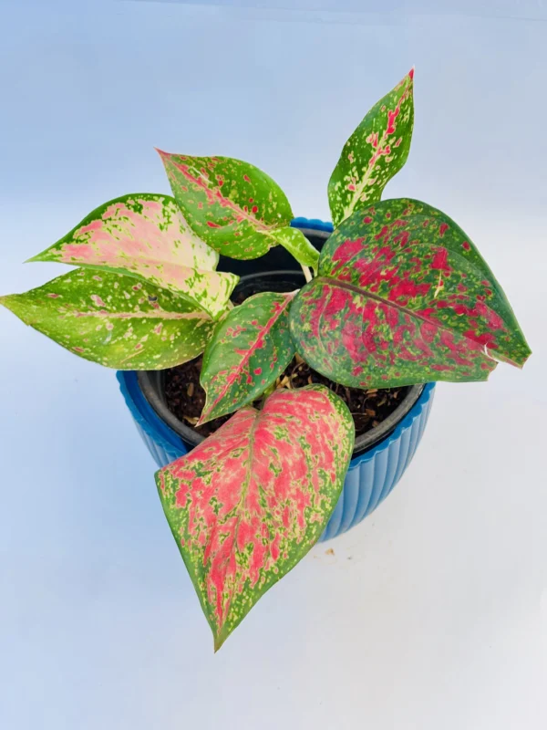Aglaonema (Red) Plant - Image 3