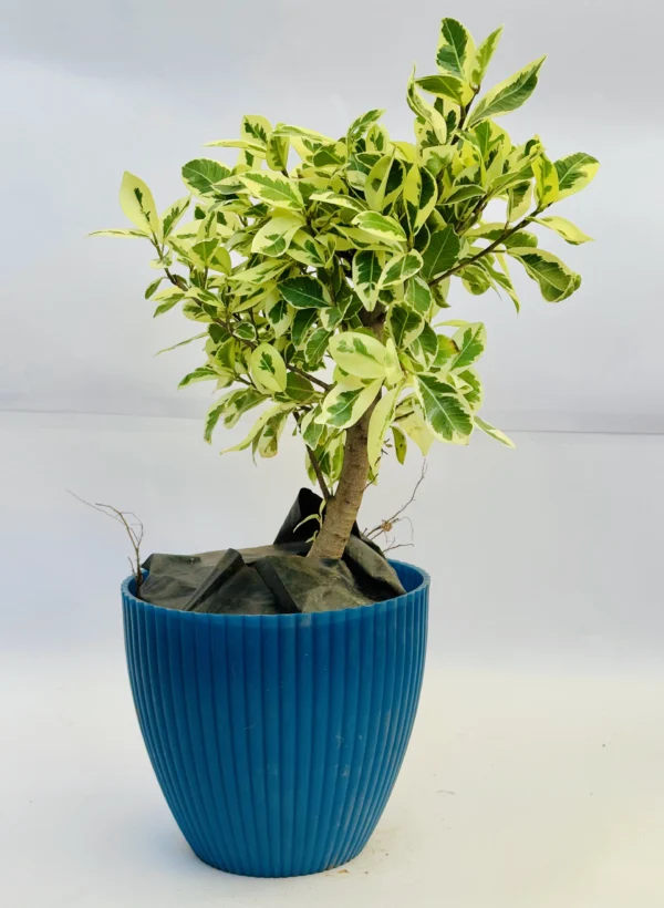 Variegated Weeping Fig - Pimpal - Image 4