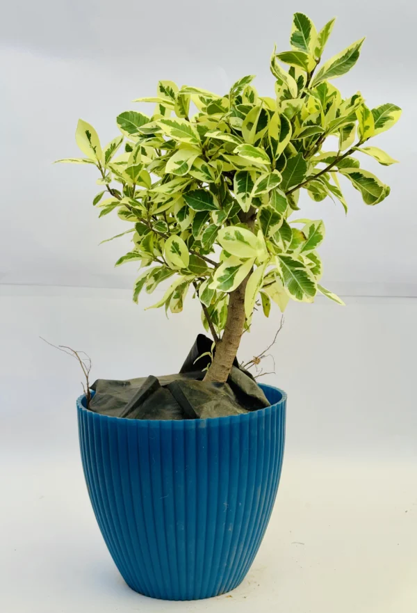 Variegated Weeping Fig - Pimpal - Image 3