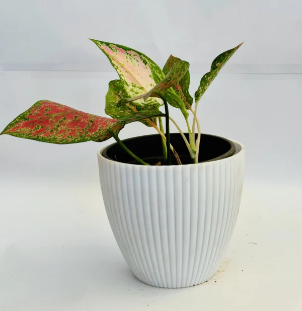 Aglaonema (Red) Plant - Image 2