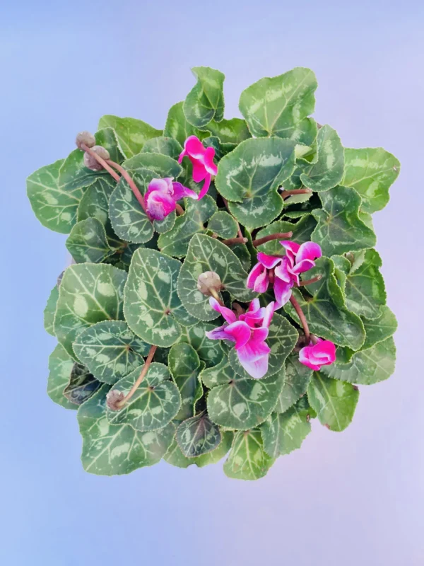 Cyclamen Plant - Image 3