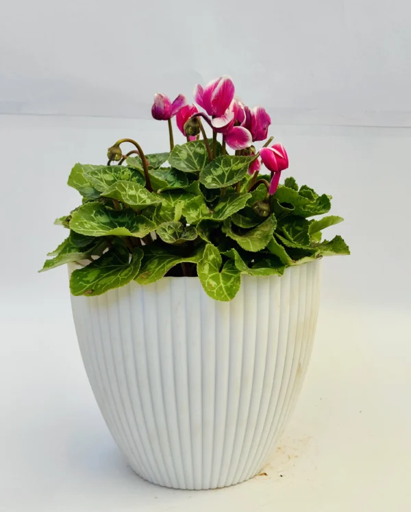 Cyclamen Plant
