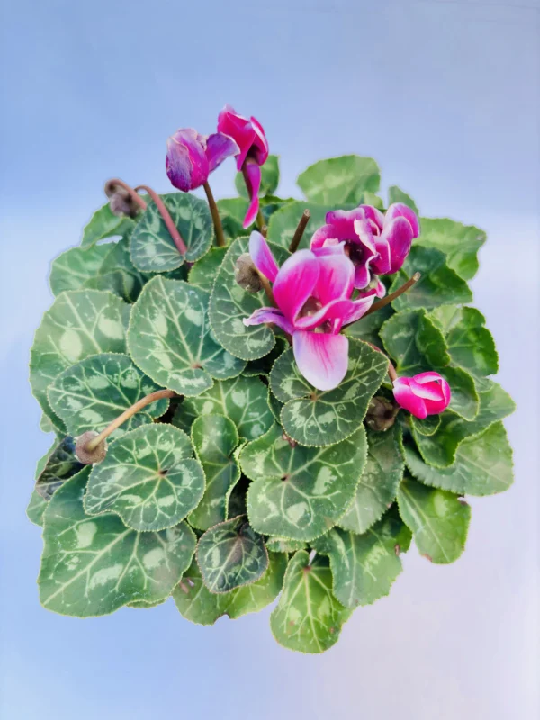 Cyclamen Plant - Image 2