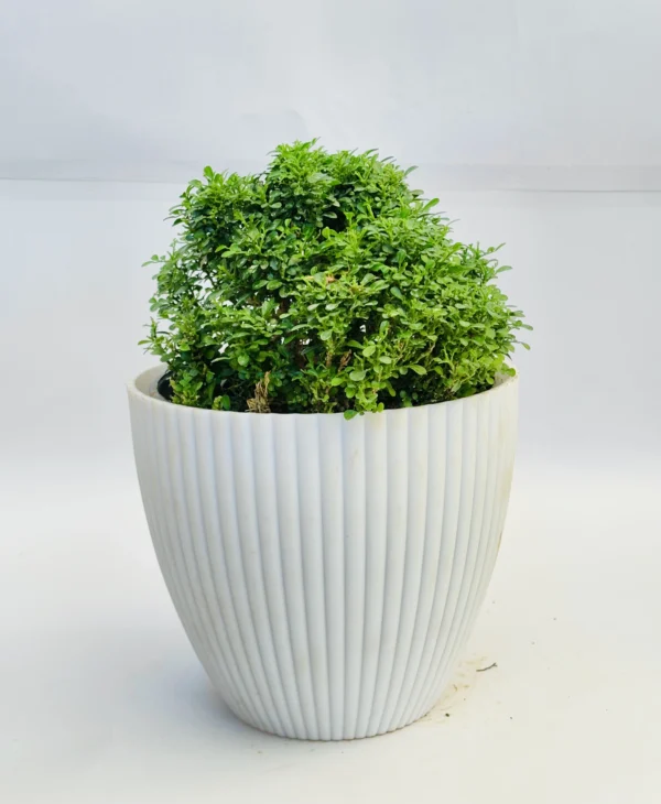 Murraya paniculata (Orange Jasmine)- Kamini Plant