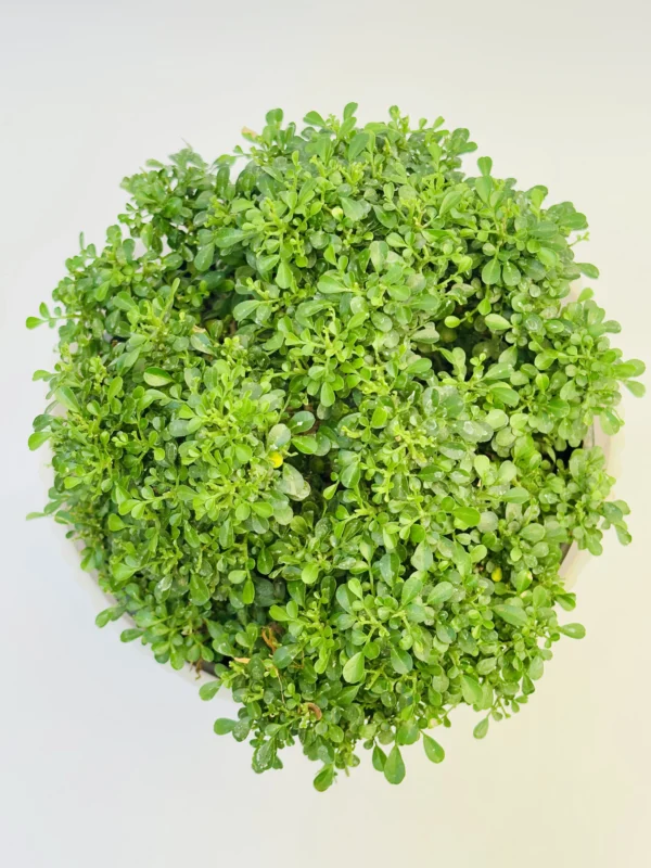 Murraya paniculata (Orange Jasmine)- Kamini Plant - Image 3