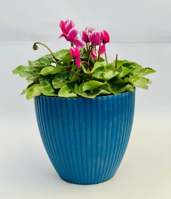 Cyclamen Plant - Image 4