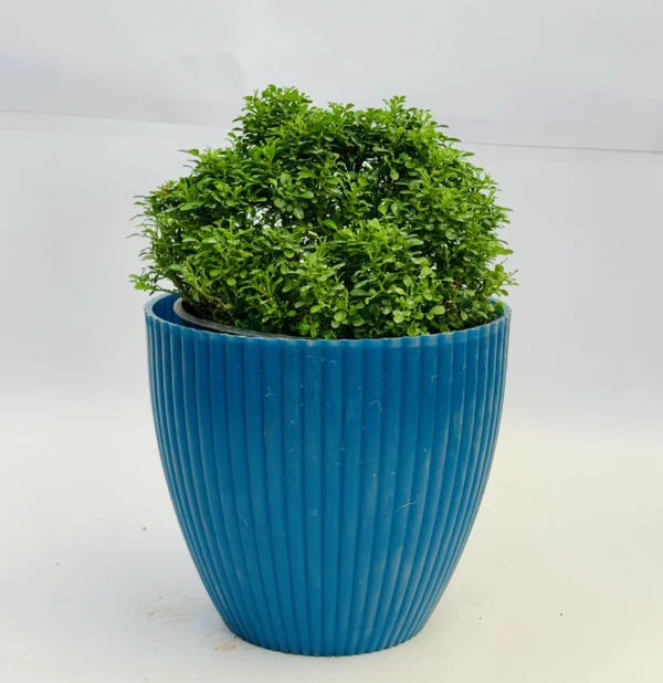 Murraya paniculata (Orange Jasmine)- Kamini Plant - Image 2