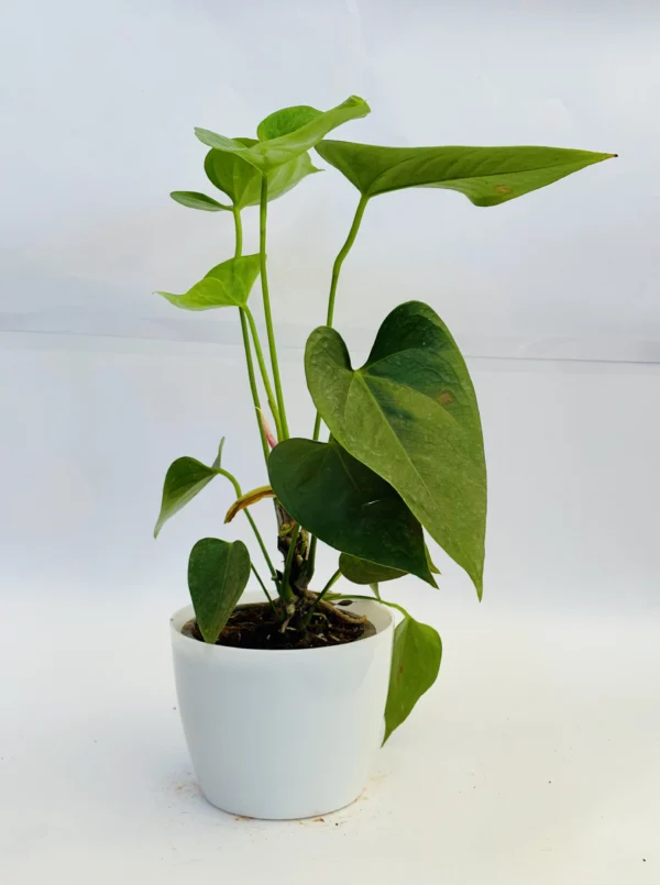 Anthurium Plant