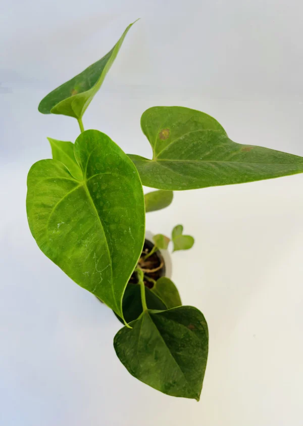 Anthurium Plant - Image 2