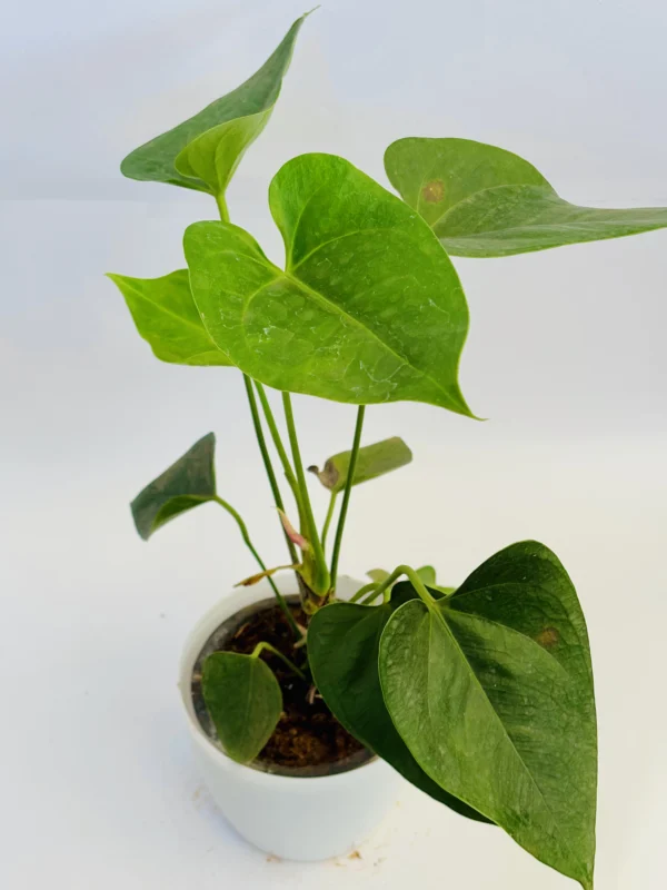 Anthurium Plant - Image 3
