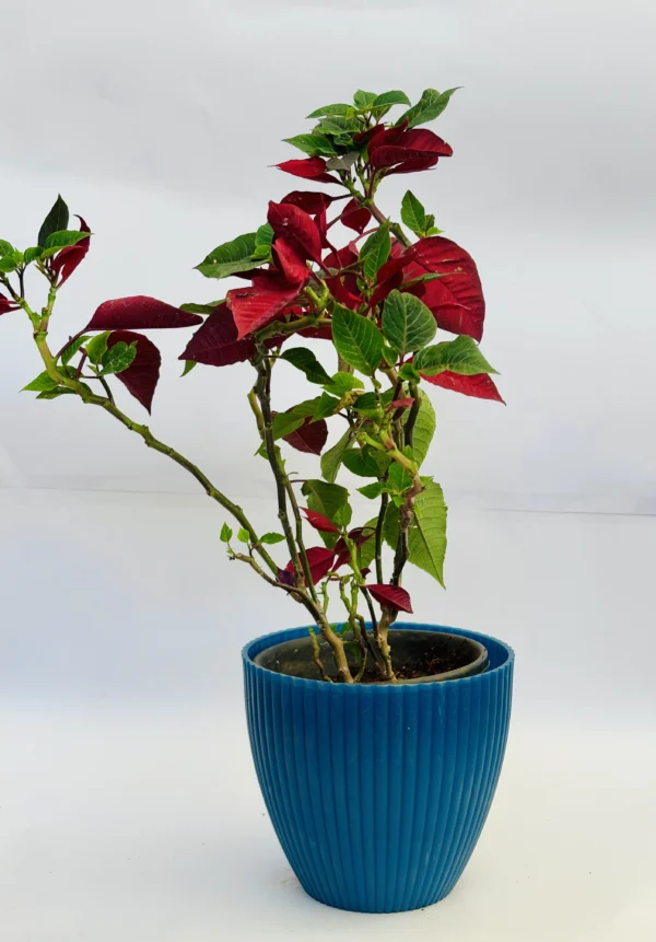 A potted poinsettia plant with red and green leaves. - Image 4
