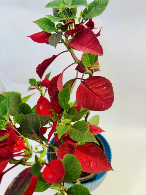 A potted poinsettia plant with red and green leaves. - Image 3