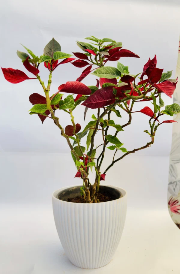 A potted poinsettia plant with red and green leaves. - Image 2