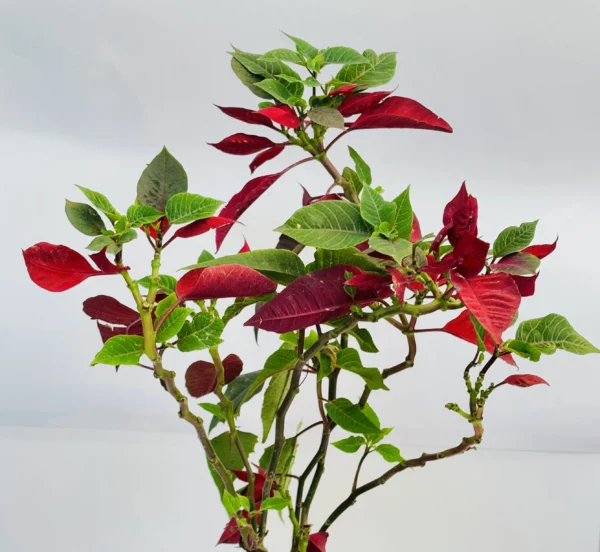 A potted poinsettia plant with red and green leaves.