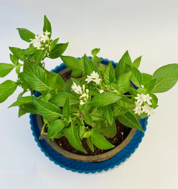 Pentas lanceolata (Egyptian Starcluster)