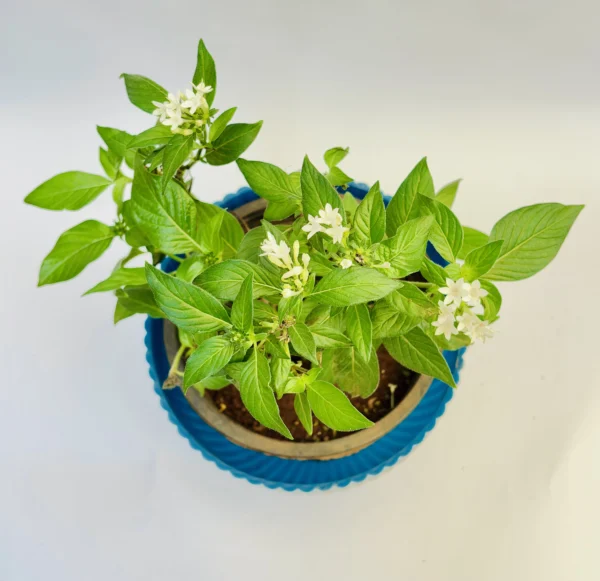 Pentas lanceolata (Egyptian Starcluster) - Image 2