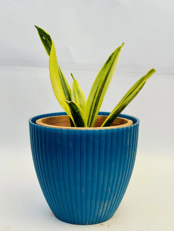 Snake plant (Sansevieria trifasciata) - Image 2