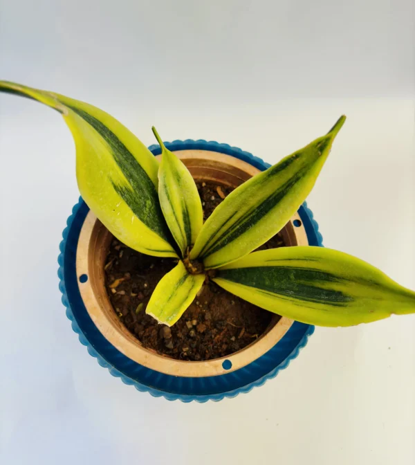 Snake plant (Sansevieria trifasciata) - Image 4