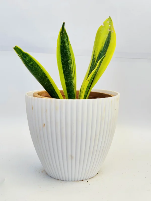 Snake plant (Sansevieria trifasciata)