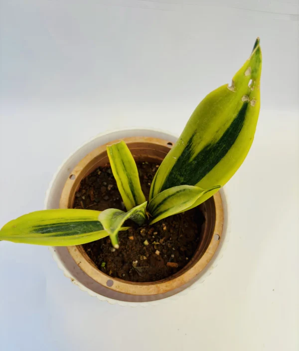 Snake plant (Sansevieria trifasciata) - Image 3