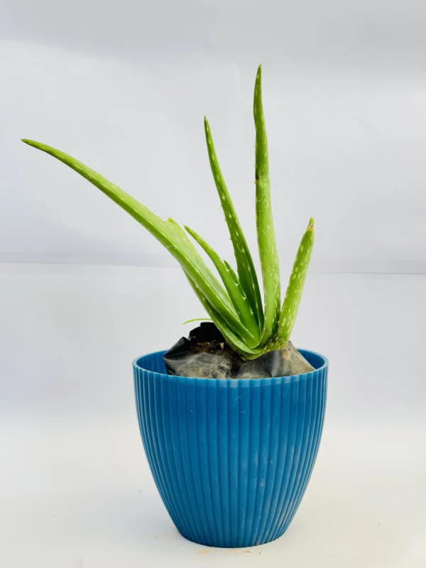 Aloe Vera Plant