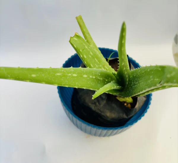 Aloe Vera Plant - Image 3