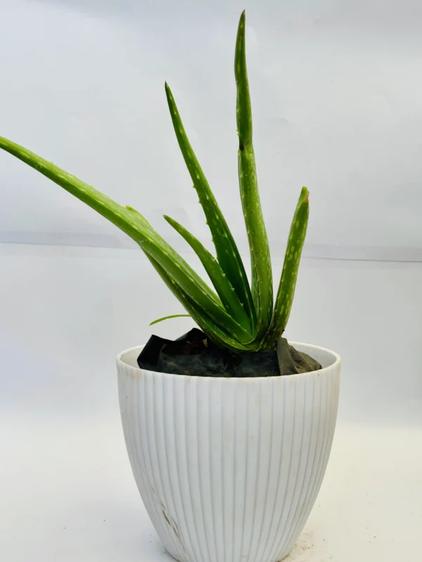 Aloe Vera Plant - Image 2