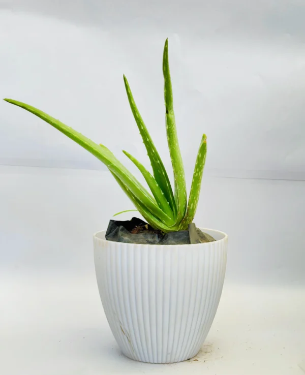 Aloe Vera Plant - Image 4