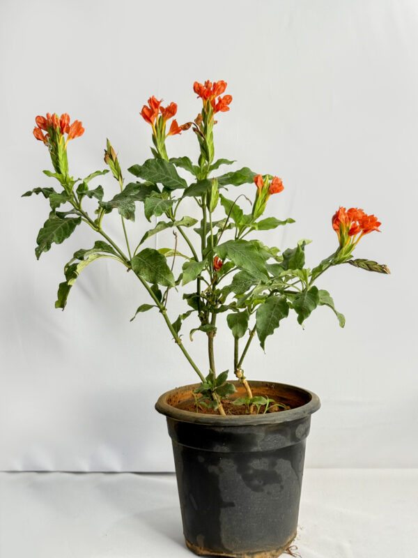 Aboli Plant