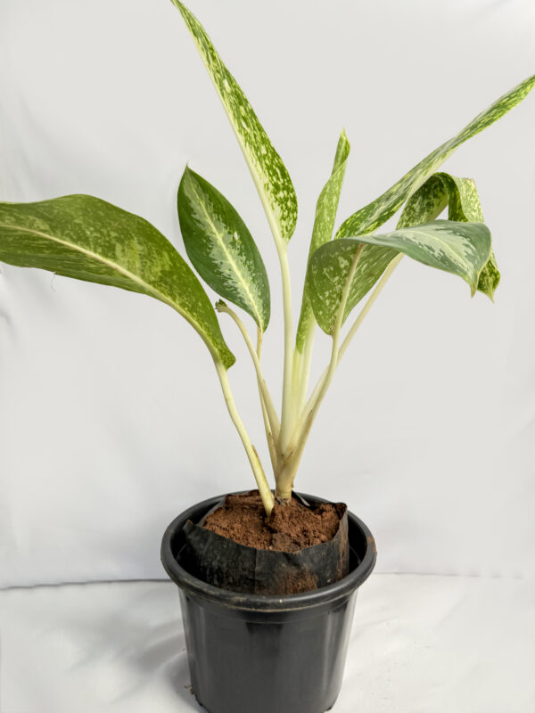 Aglaonema (Manila butterfly) Plant