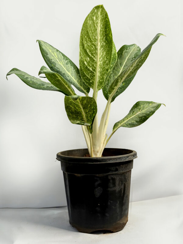 Aglaonema (Butterfly) Plant