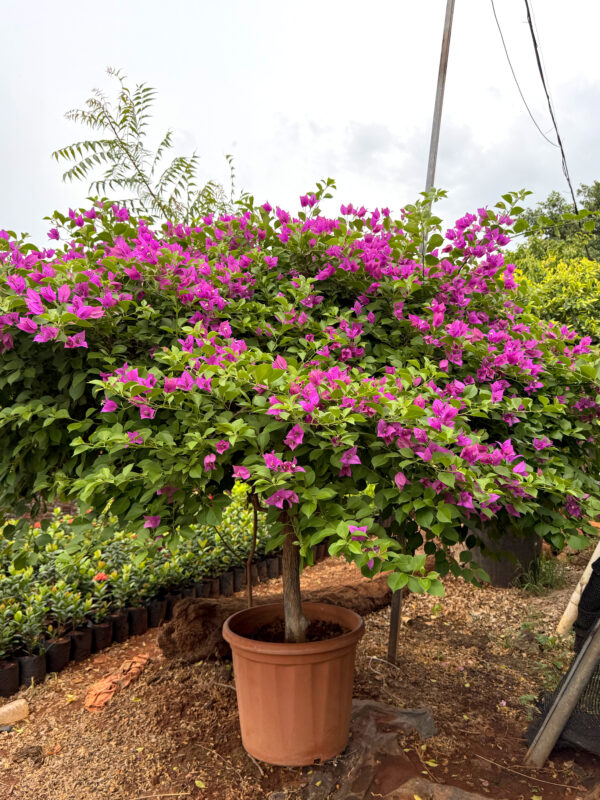Bougainvillea (Pink)