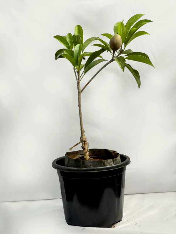 Chiku Plant