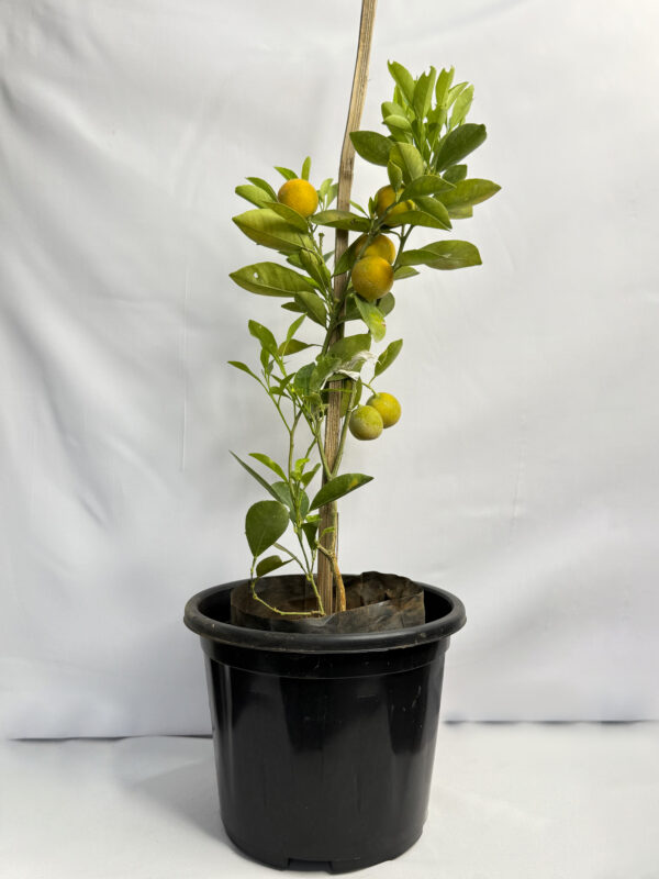 China orange Plant