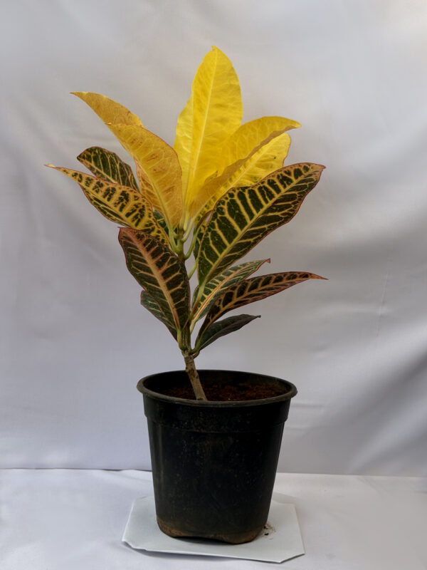 Croton Petra Plant
