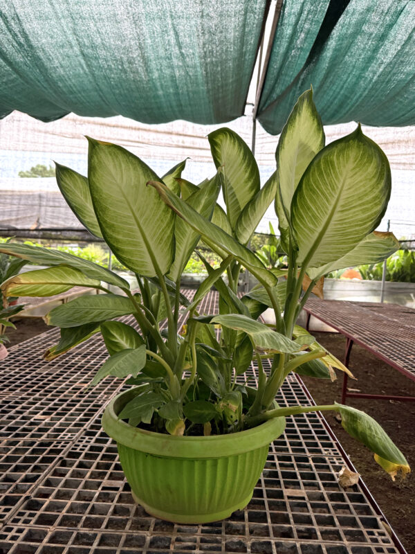 Diphen Plant