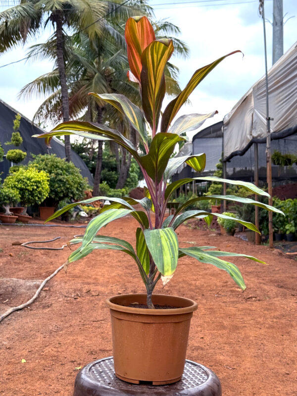 Dracaena Plant