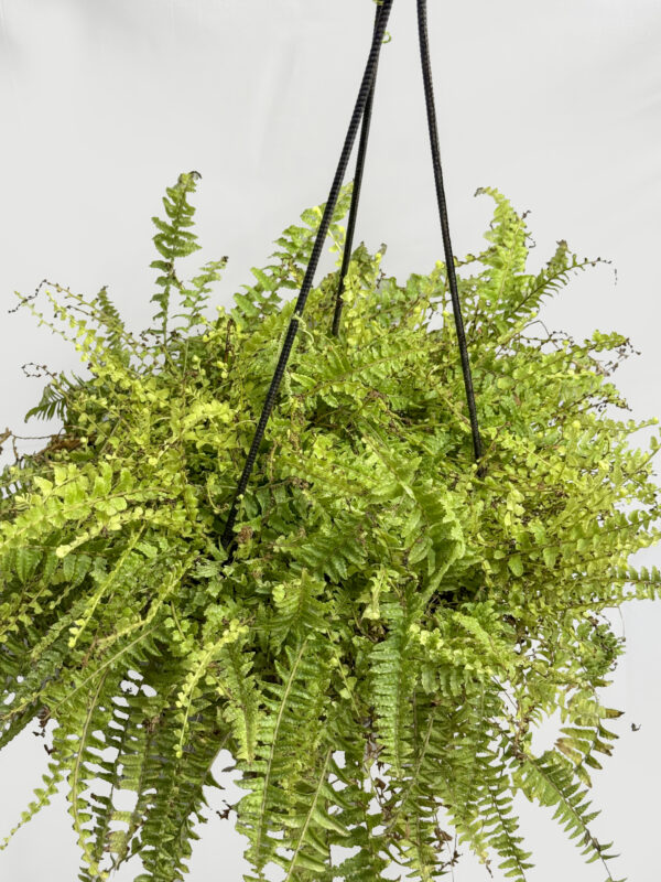 Fern (golden) Plant