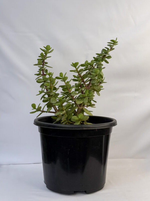 Jade Plant