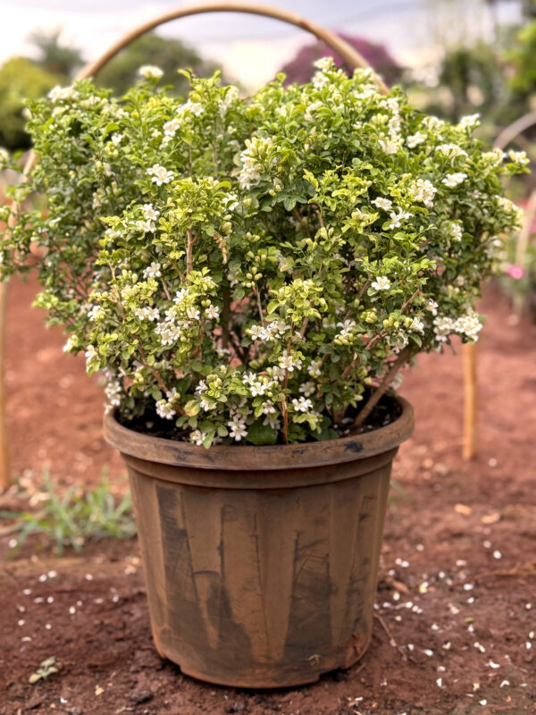 Madhu Kamini Plant