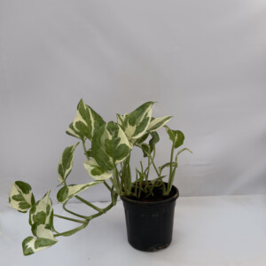 Money plant N'Joy