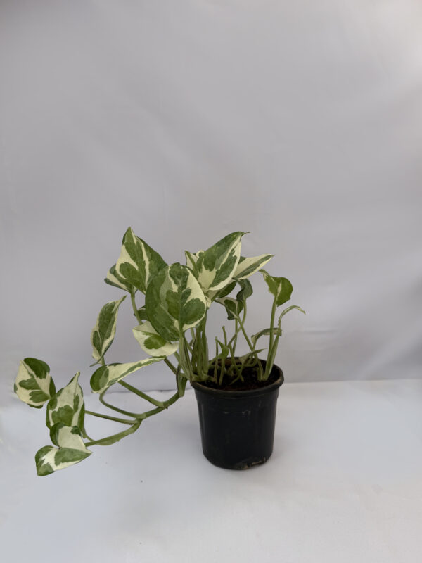 Money plant N'Joy