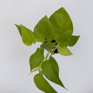 Money plant golden