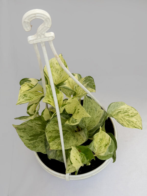 Money plant marble
